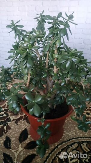 Денежное дерево