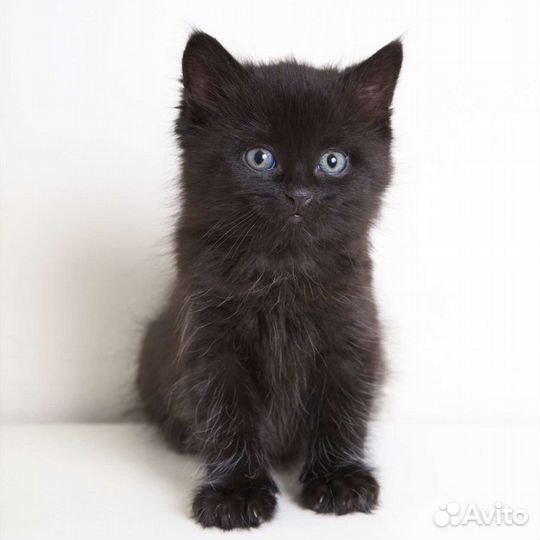 Котята черные