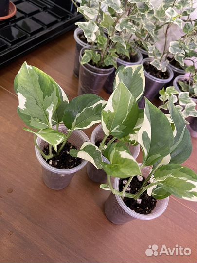 Сциндапсусы и эпипремнумы