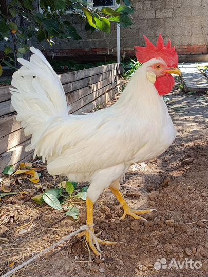 Петух леггорн