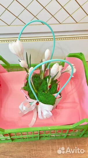 Цветы крокусы