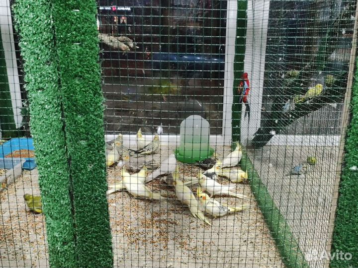 Попугай корелла птенцы