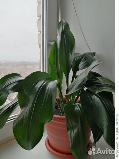 Эухарис амазонская лилия