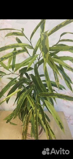 Фикусы Де Гантель и другие