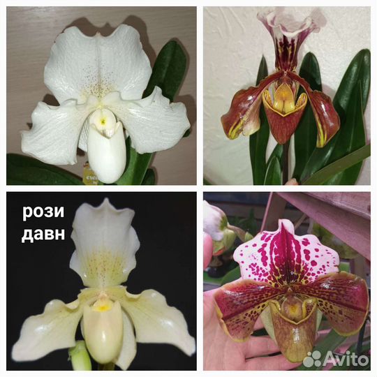 Орхидея Пафиопедилумы