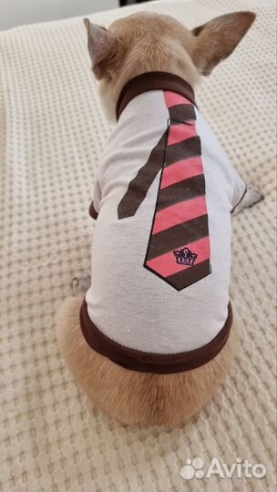 Рубашка для собаки мелких пород