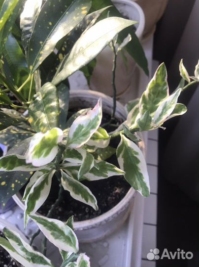 Комнатные растения