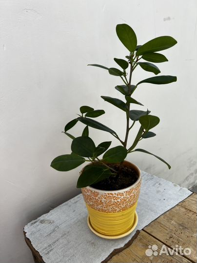 Кротон фикус мокламе фикус робуста аглаонема