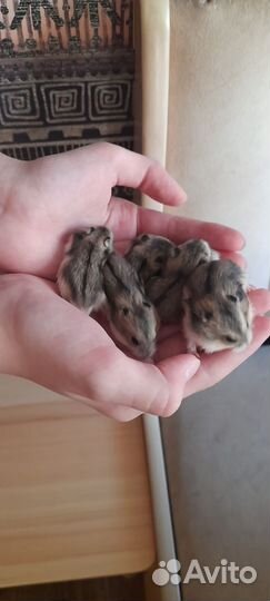 Джунгарский хомяк бесплатно