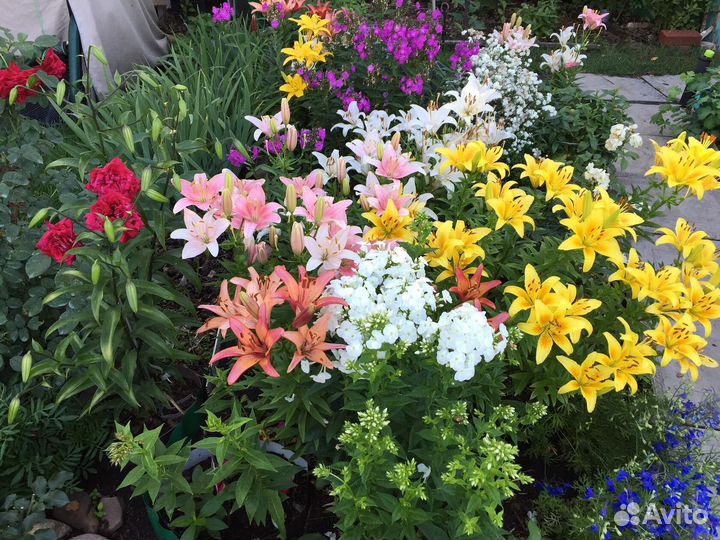 Лилии разные. Кустом или луковицами