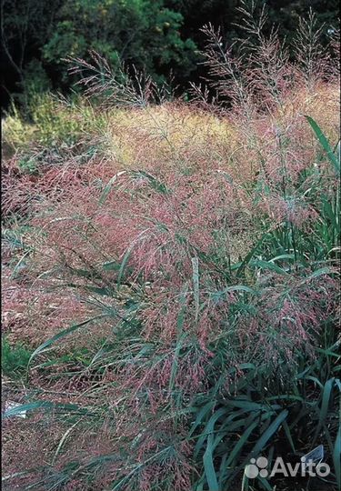 Просо прутьевидное 