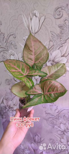 Сингониумы