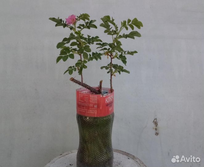 Саженцы деревьев и кустов