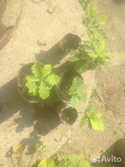 Декоративные деревья