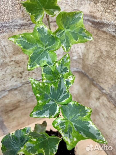 Мирт, колеусы, филодендрон, Псевдоэнтератум