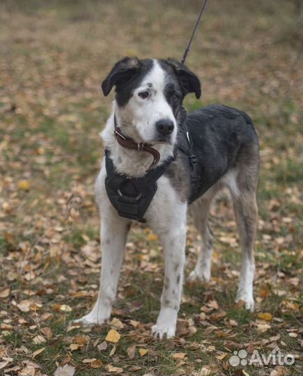 Алабай Паркер из приюта