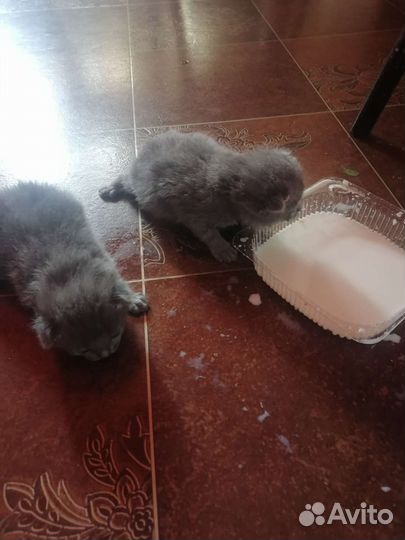 Вислоухие котята отдам