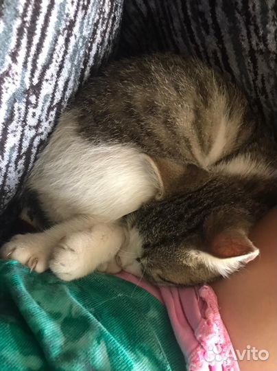 Котëнок девочка