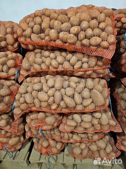 Картофель II сорт