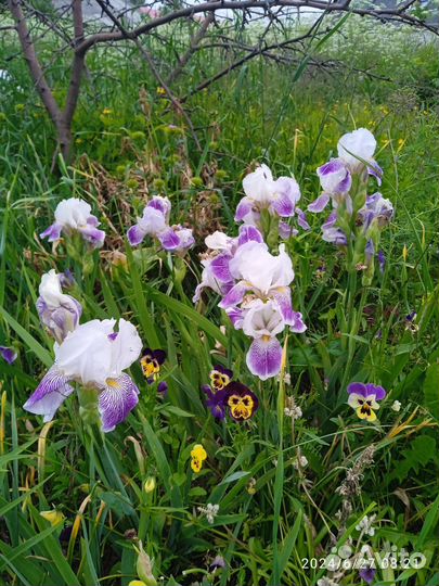 Ирис Виктор Гюго