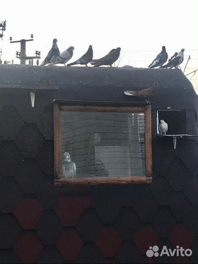 Голуби Николаевские