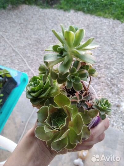 Суккуленты