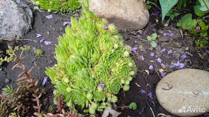 Молодило каменная роза