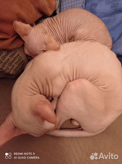 Кот сфинкс на вязку