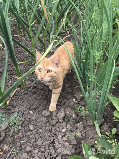 Кошки курильский бобтейл