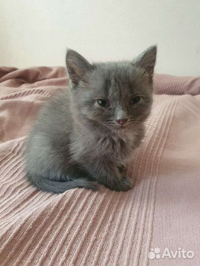 Дымка ищет дом