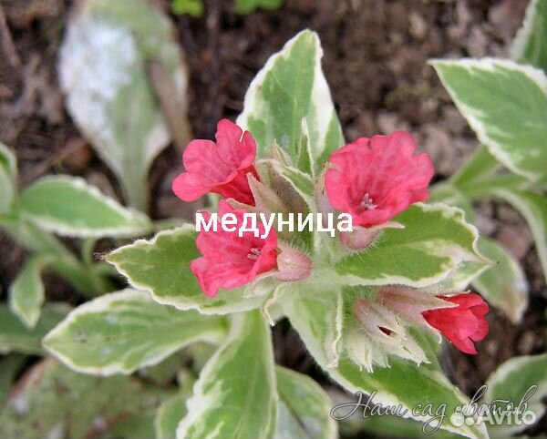 Медуницы,эхинацея