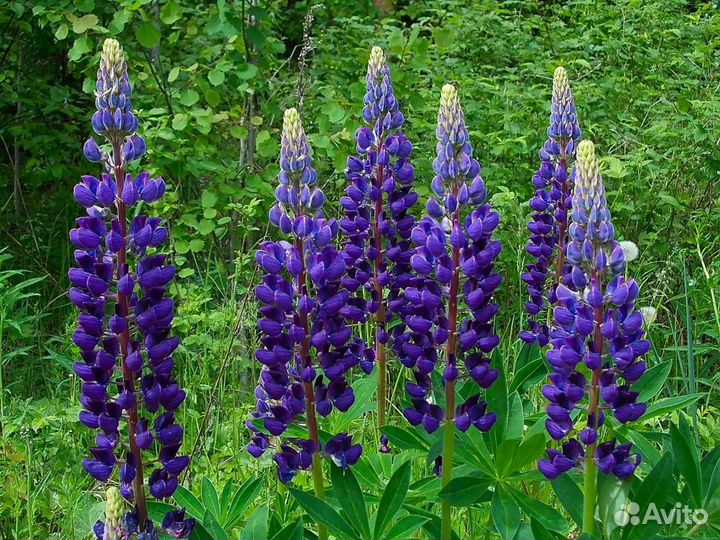 Садовые многолетники