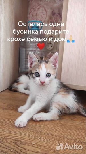 Кошка в дар