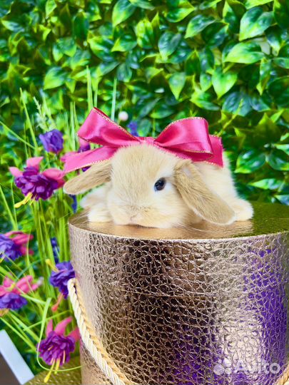 Супер Мини кролики