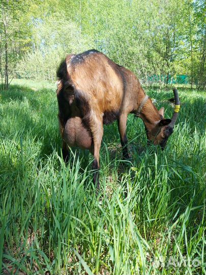 Молоко козье,яйцо,сыр брынза,творог