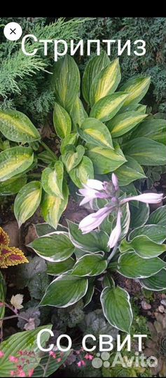 Хосты, гейхеры