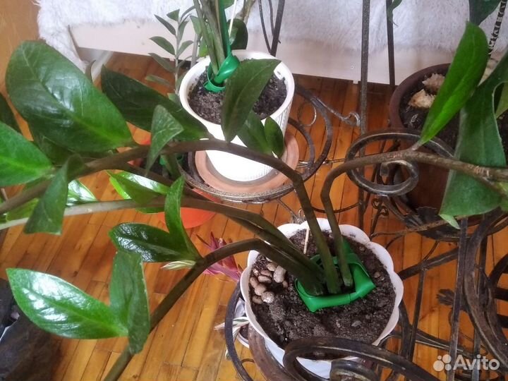 Замиокулькас,глаксиньи