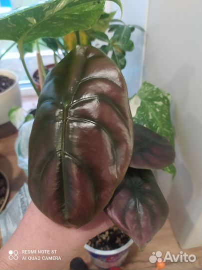 Алоказии. Спатифиллум, Стрелеция регина