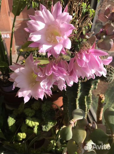 Кактус и его детки