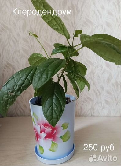 Комнатные растения 3