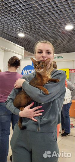 Абиссинский кот в современном типе