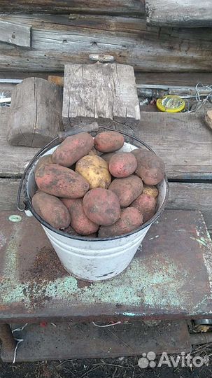 Картофель едовой