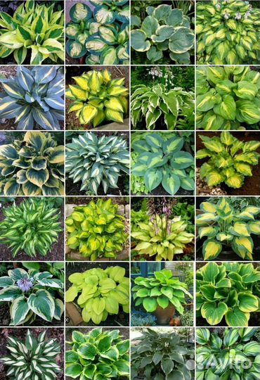 Многолетники для сада, комнатные растения