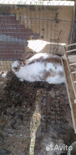 Прадаю кроликов есть самки и самцы