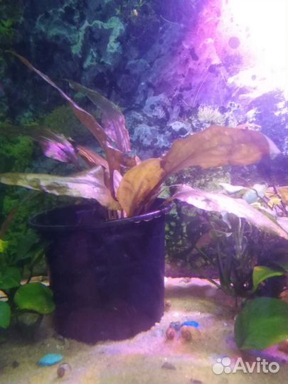 Эхинодорус