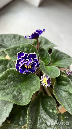 Фиалка молодая