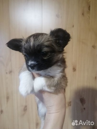 Продам щенка папийона