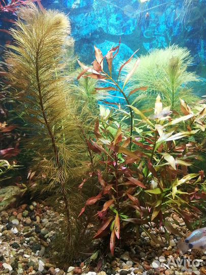 Аквариумные растения набор