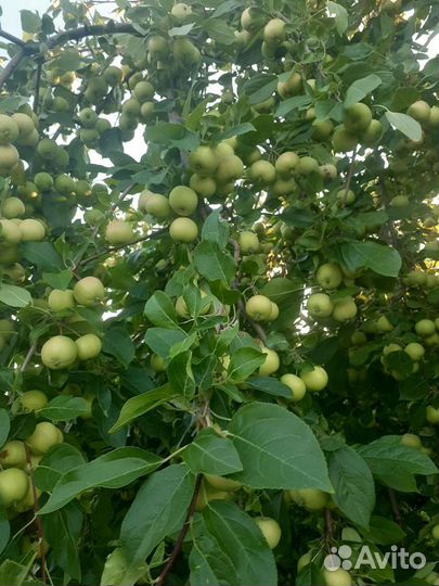 Яблочки жёлтые сладкие
