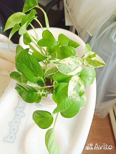 Эпипремнум